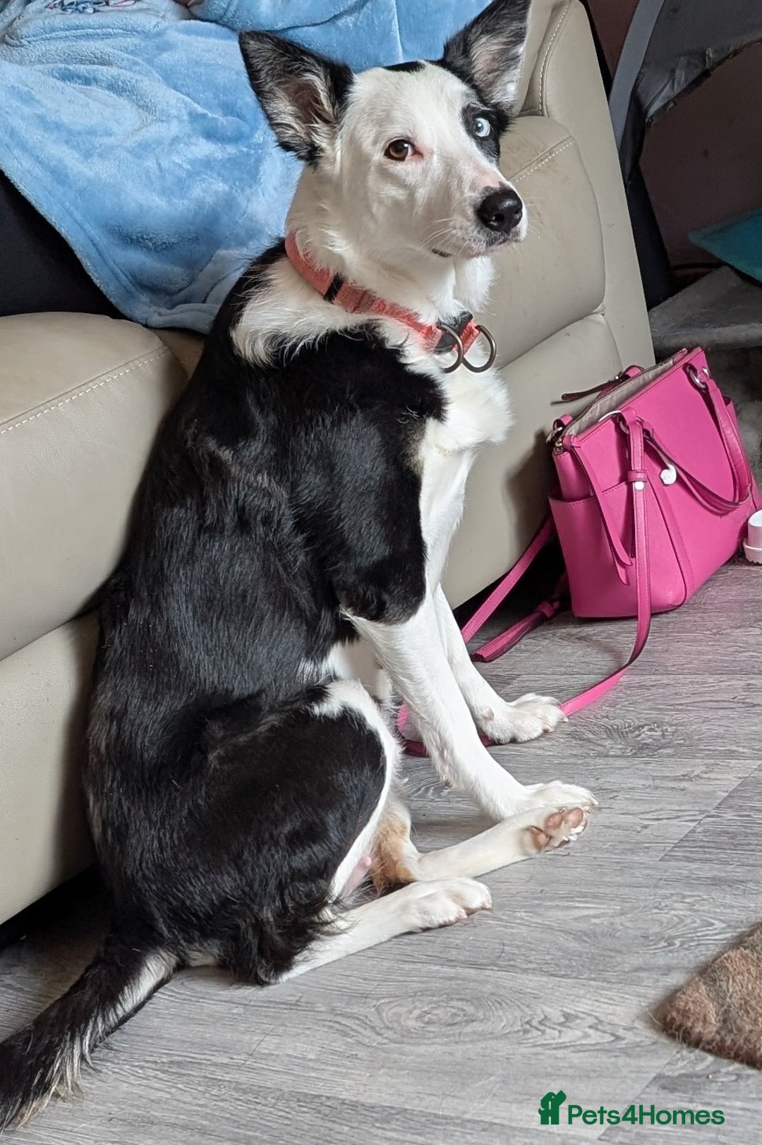 Mixed Breed dogs for sale: Husky cross border Collie  - Advert 2