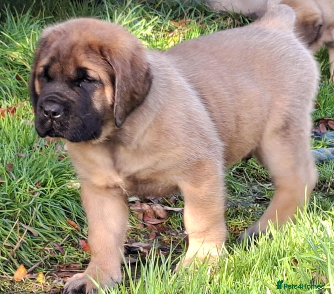 Mastiff dogs for sale: KC English Mastiff puppies READY NOW - Image 1