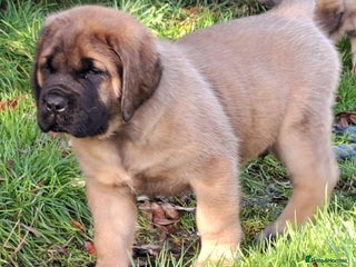 Mastiff dogs - Advert 5