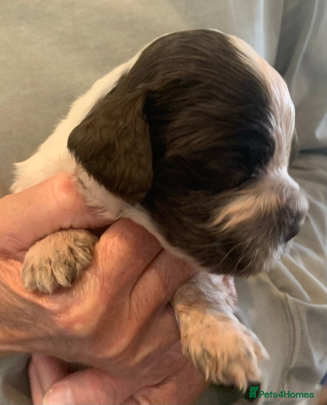 Cocker Spaniel dogs for sale: Show Cocker Spaniel pups - Image 7