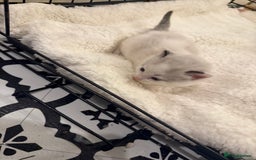 Domestic Shorthair cats for sale: 6 Male Domestic Shorthair kittens for sale!! - Advert 6