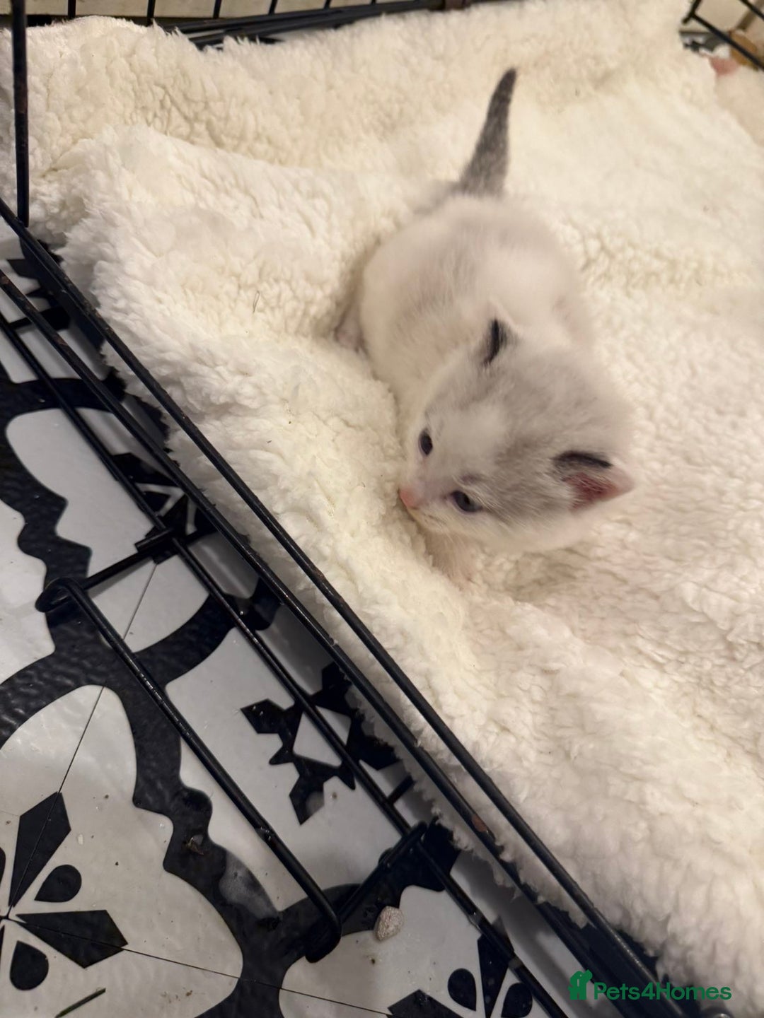 Domestic Shorthair cats for sale: 6 Male Domestic Shorthair kittens for sale!! - Advert 6