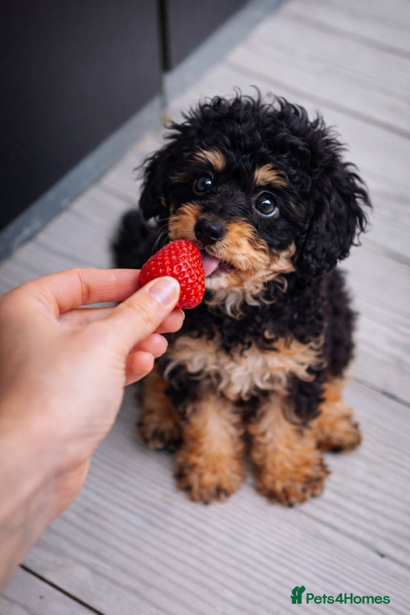 Cavapoo dogs WAITING LIST Toy Cavapoo puppies  - Advert 2