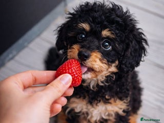 Cavapoo dogs WAITING LIST Toy Cavapoo puppies - Advert 2