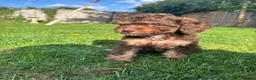 Cockapoo dogs for sale: Beautiful cockapoos  in Peterborough - Advert 10