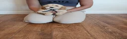 Cockapoo dogs for sale: Cockapoo puppies  - Advert 9
