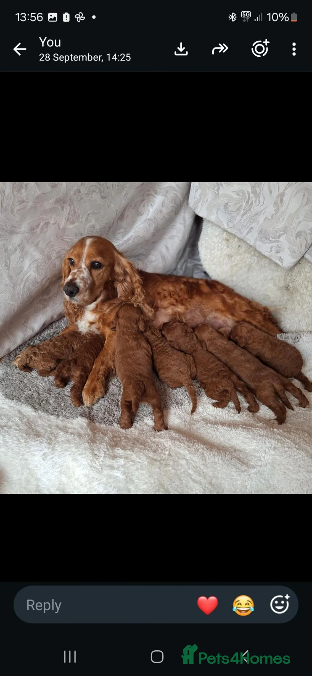 Cockapoo dogs for sale: RED F1 COCKAPOOS  - Advert 1