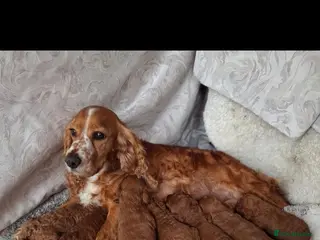 Cockapoo dogs RED F1 COCKAPOOS - Advert 1