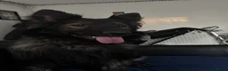 German Shepherd dogs for sale: German shepherd  in London - Advert 3