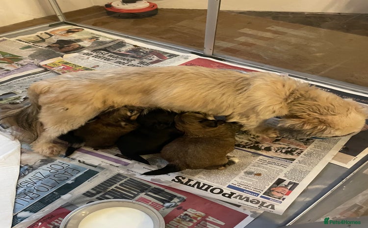 Mixed Breed dogs Lhasa apso cross shihtzu puppies. - Advert 3