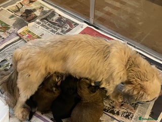 Mixed Breed dogs Lhasa apso cross shihtzu puppies. - Advert 9