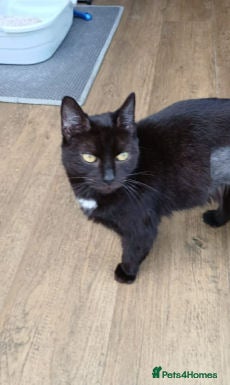 Mixed Breed cats ANGEL - Advert 1