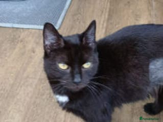 Mixed Breed cats ANGEL - Advert 18