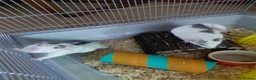 Rat rodents for sale: 2 male rats in Thetford - Advert 17