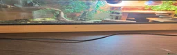 Bearded Dragon reptiles for sale: Bearded dragon  in Mexborough - Advert 5