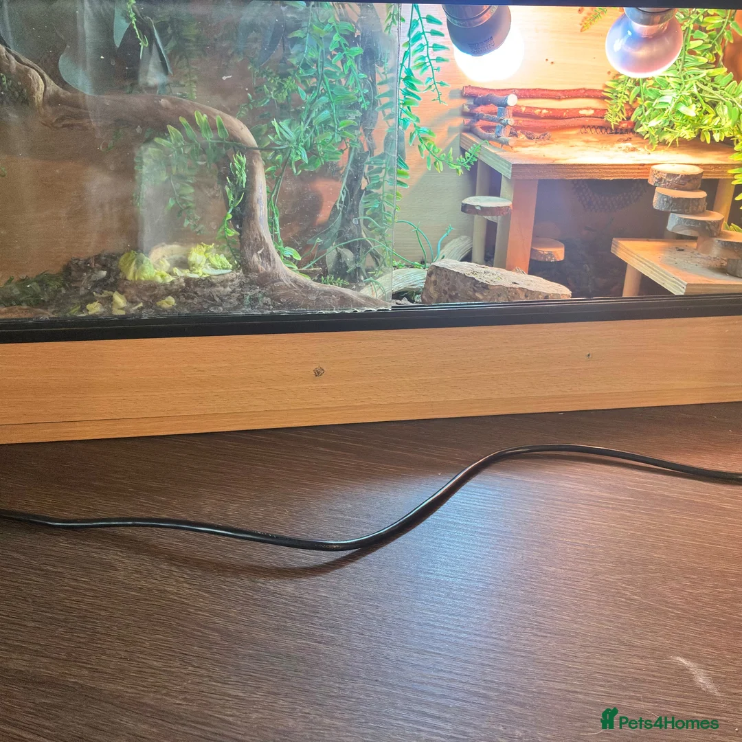 Bearded Dragon reptiles for sale: Bearded dragon  in Mexborough - Advert 5
