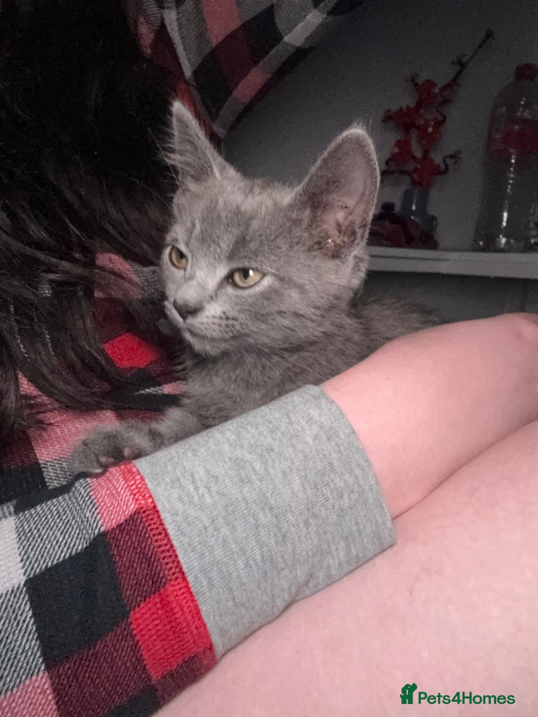 Russian Blue cats for sale: Russian Blue Boy  - Image 6