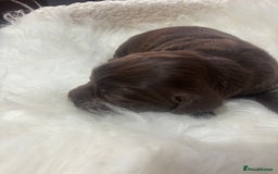 Sprocker dogs for sale: DNA CLEAR SUPERB QUALITY  LITTER🎃 - Image 5