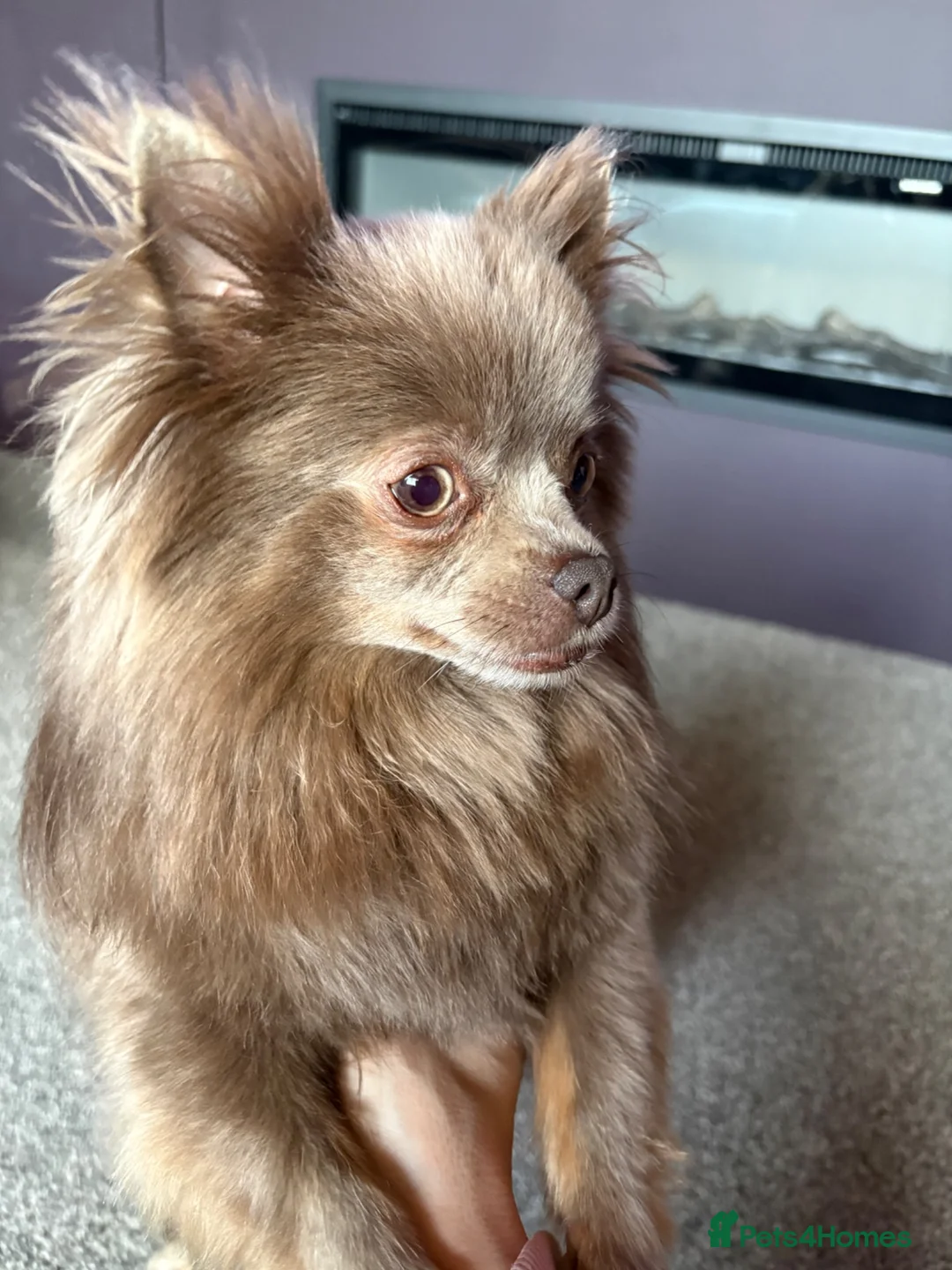 Pomchi dogs for sale: Beautiful Lilli needs a new home.  - Advert 2