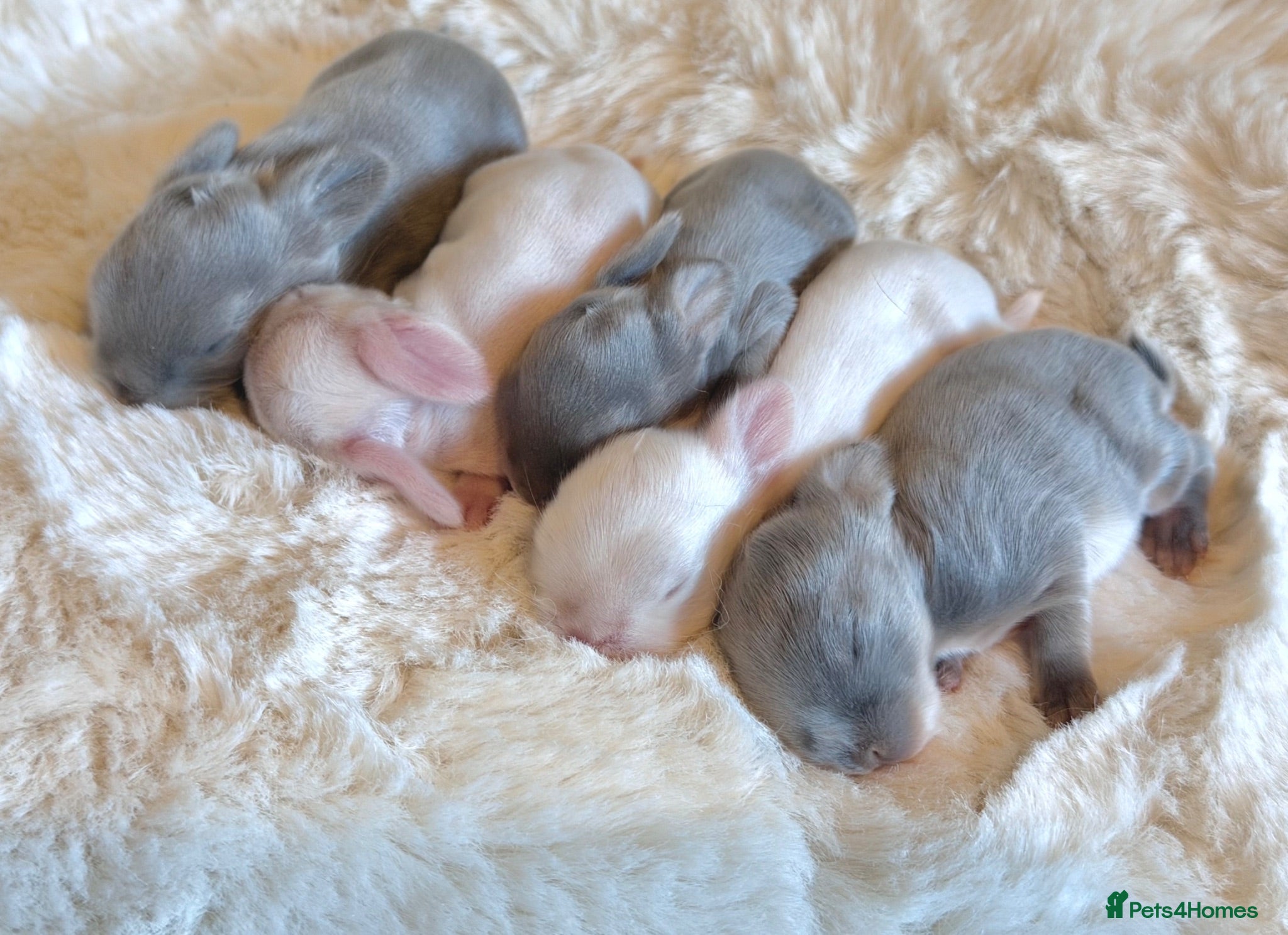 Lionhead rabbits Minilop babies - Lilacs £130 white £90 - Advert 8