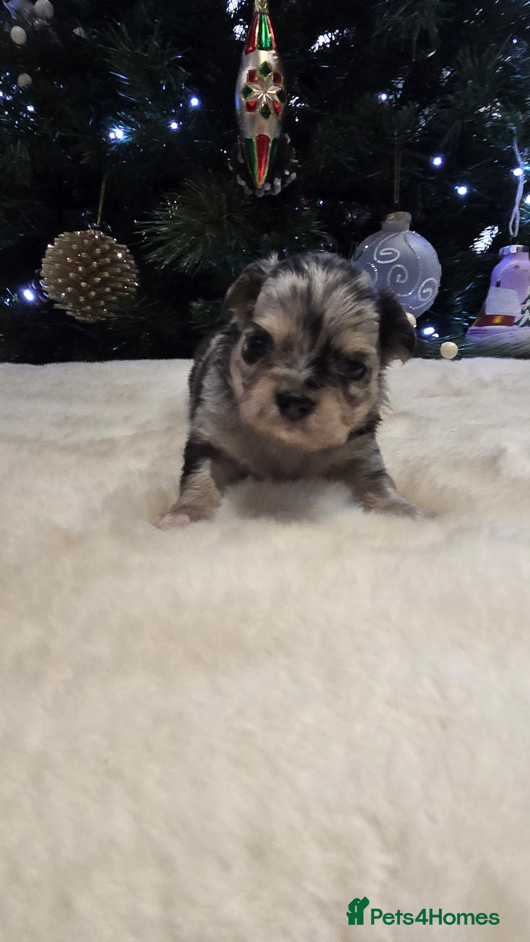 Chihuahua dogs for sale: Chihuahua puppies Russian ancestry with perfect bo - Advert 28