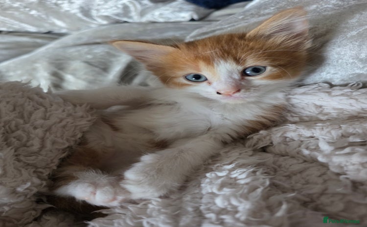 Mixed Breed cats - Advert 4