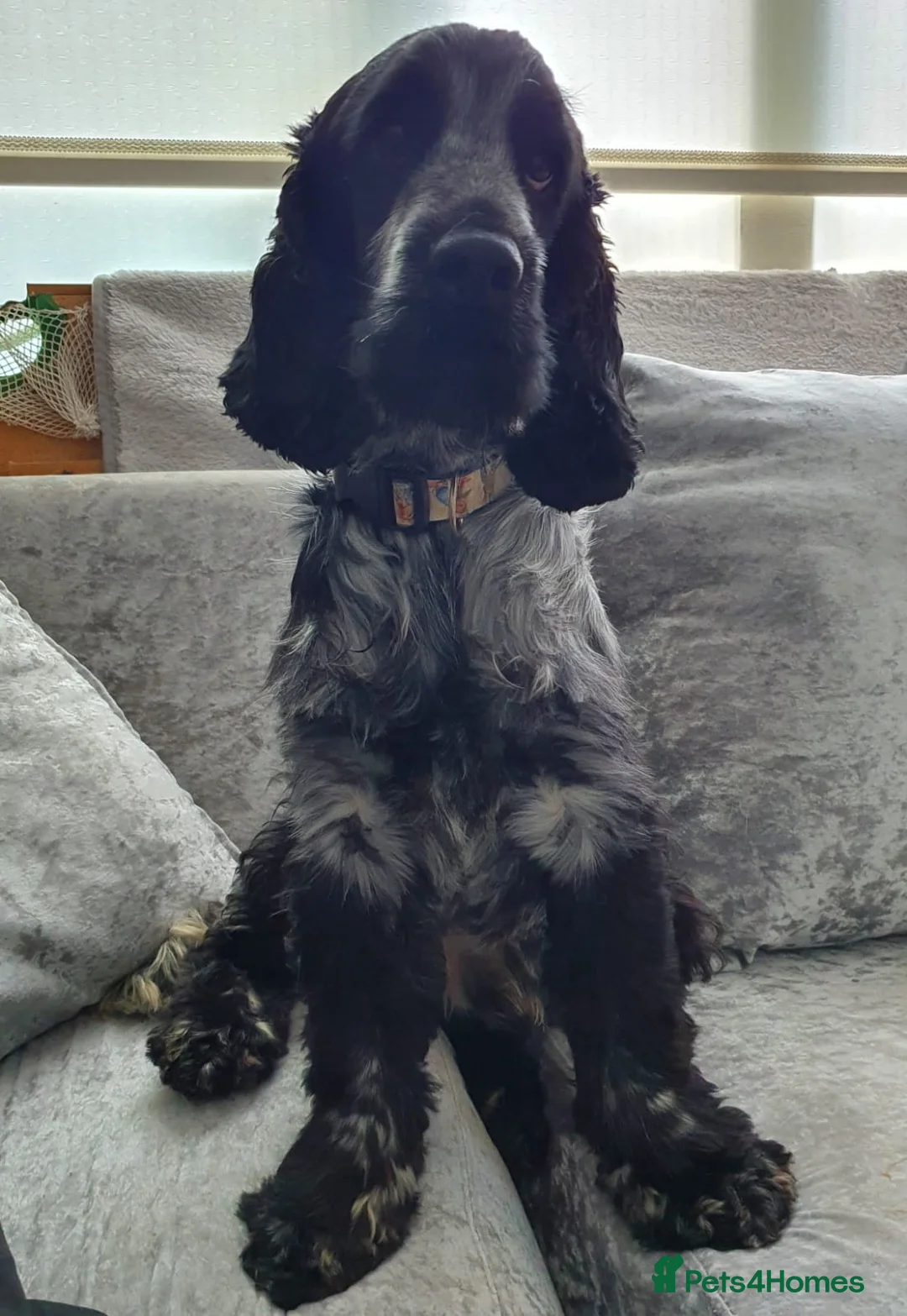 Cocker Spaniel dogs for stud: *FOR STUD ONLY* KC BLUE ROAN SHOW COCKER BOY in Wirral - Advert 3