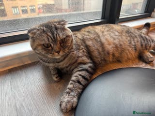 Scottish Fold cats Tia, One year old scotch fold for sale - Advert 1