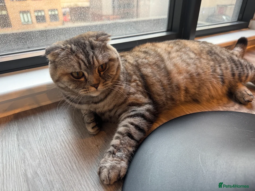 Scottish Fold cats for sale: Tia, One year old Scottish fold for sale - Advert 2