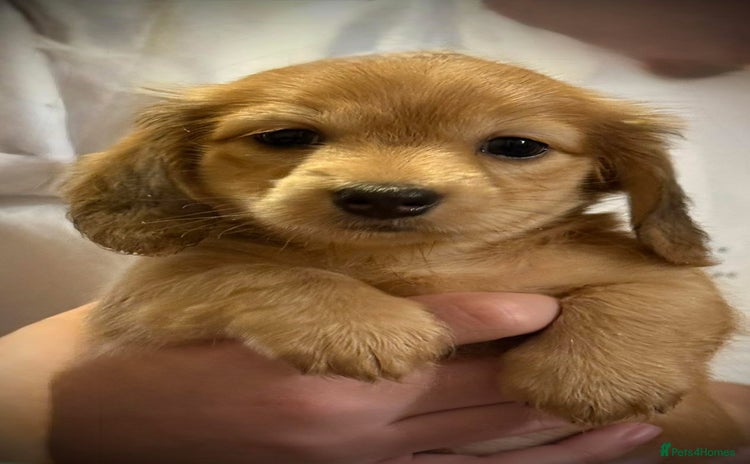 Dachshund dogs - Advert 1