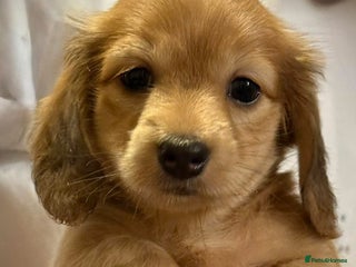 Dachshund dogs - Advert 19