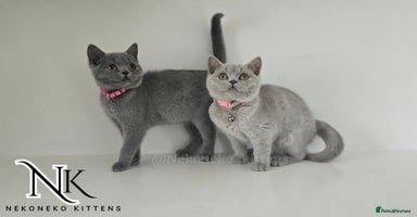 British Shorthair cats - Advert 10