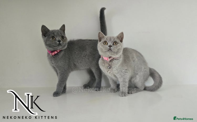 British Shorthair cats - Advert 2