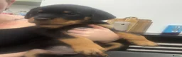 Rottweiler dogs for sale: Full Rottweiler pups  in Derby - Advert 13