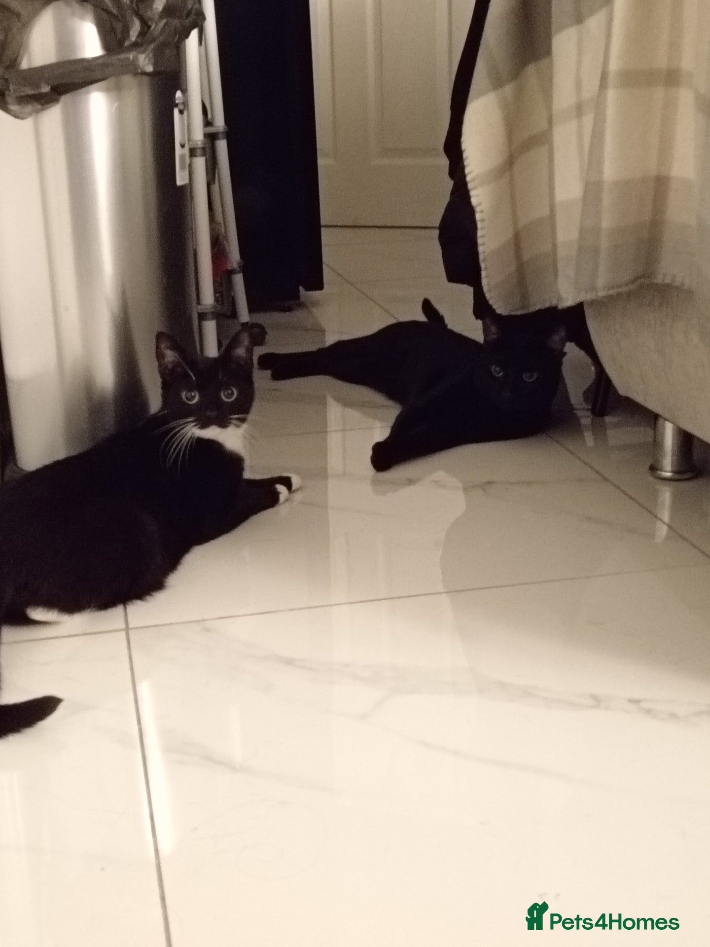 British Shorthair cats Bella and Sooty  - Advert 3