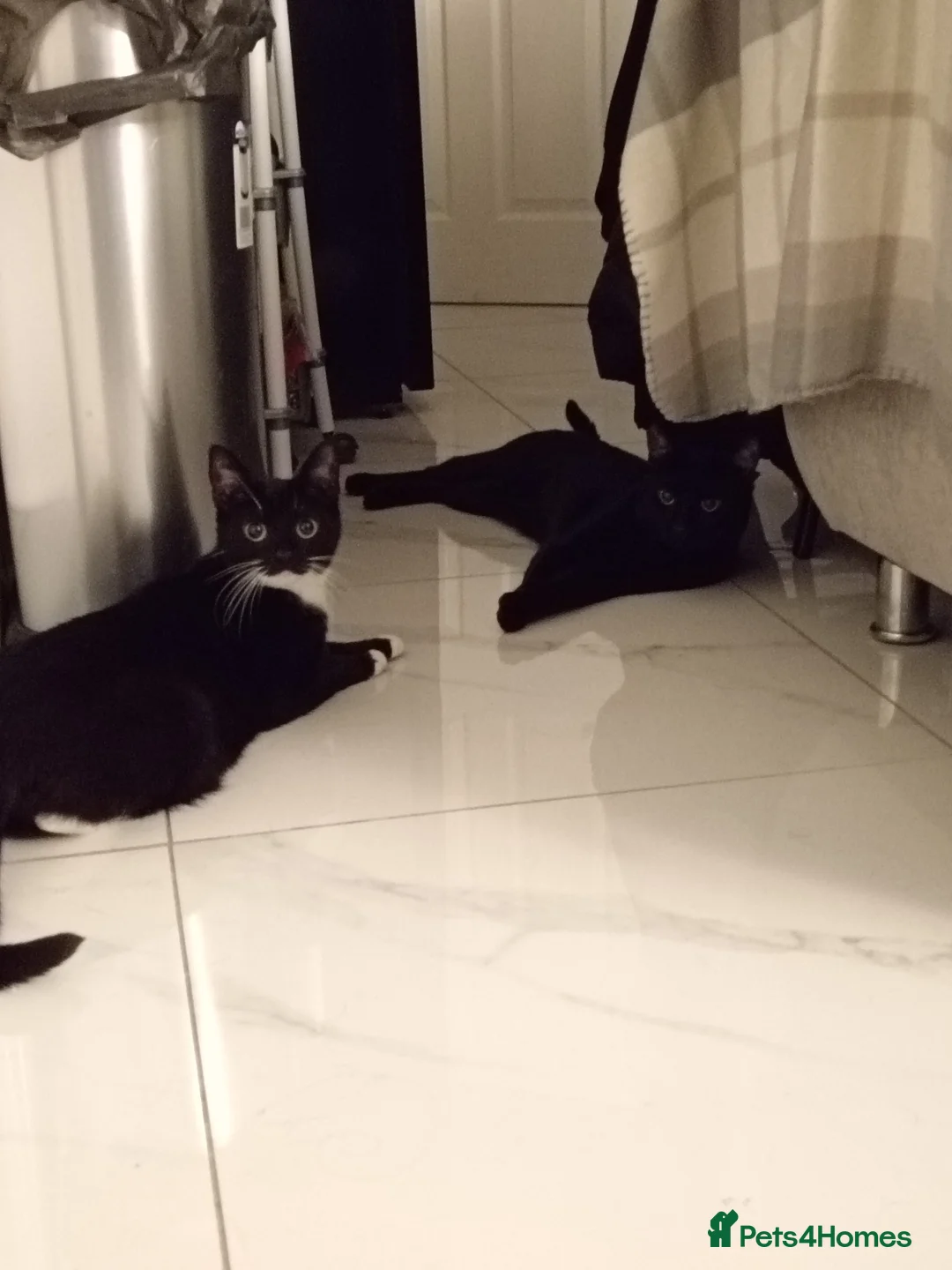 British Shorthair cats for sale: Bella and Sooty  - Advert 1
