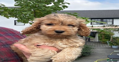 Cockapoo dogs - Advert 2