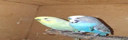 Budgerigars birds for sale: Male budgies  - Advert 3