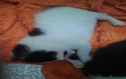 Domestic Shorthair cats for sale: Male kittens for sale  - Image 2