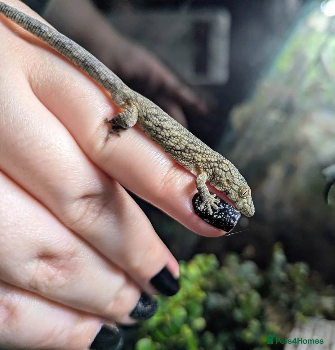 Gecko reptiles for sale: Eurydactylodes vieillardi - Chameleon gecko - Advert 3