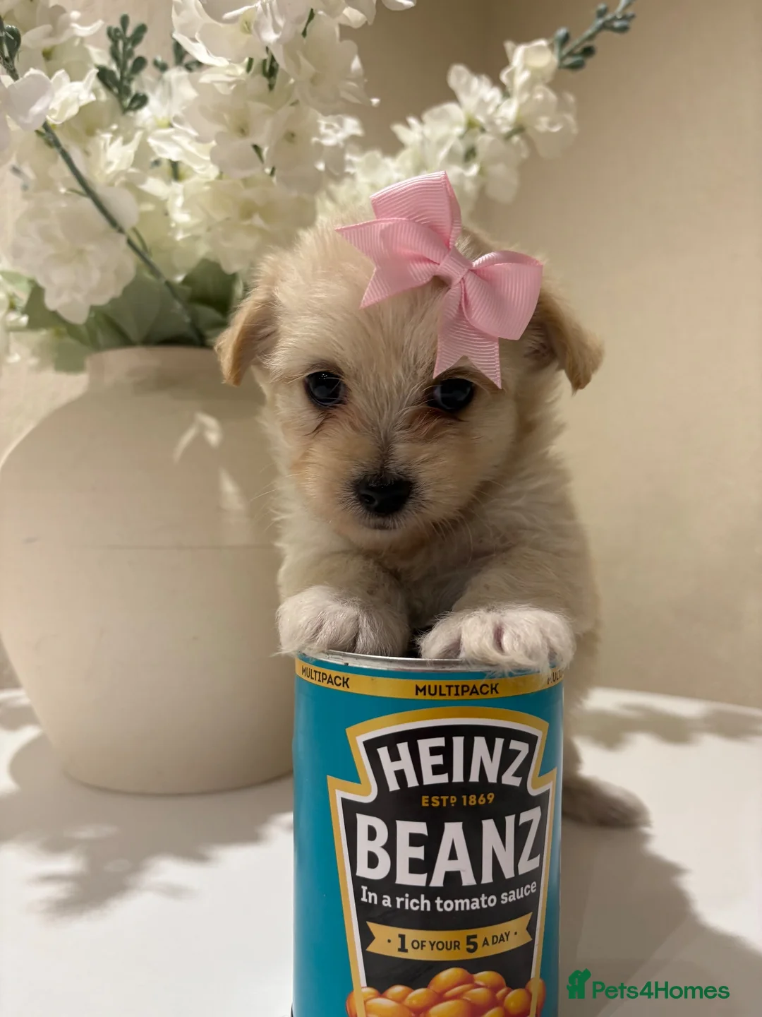 Maltipoo dogs for sale: Miniature maltipoo puppies - Advert 1