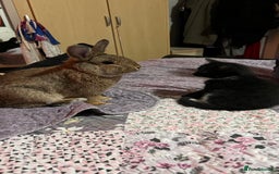 Tan rabbits for sale: Rabbit up for adoption  - Image 5