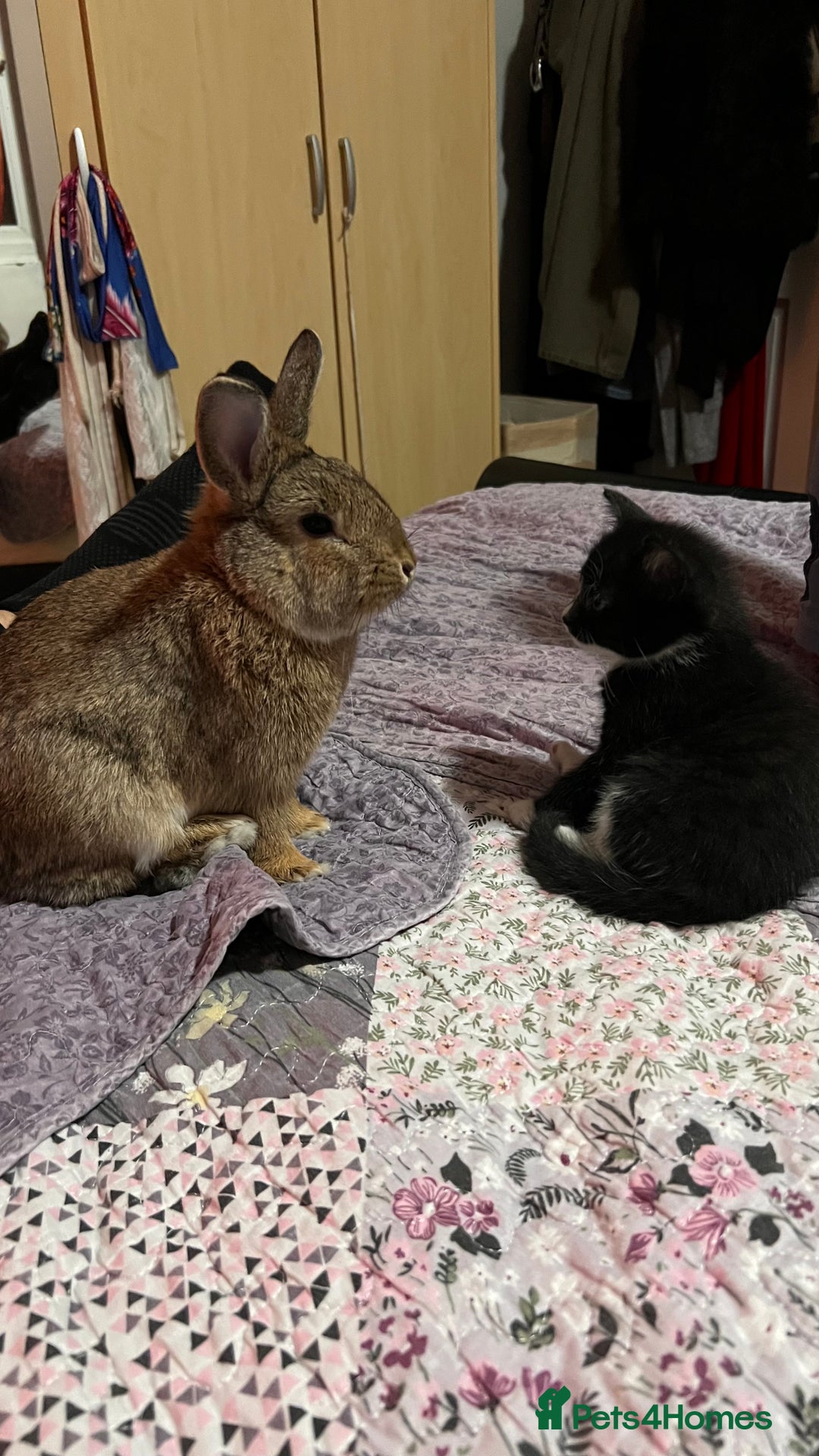 Tan rabbits for sale: Rabbit up for adoption  - Image 5