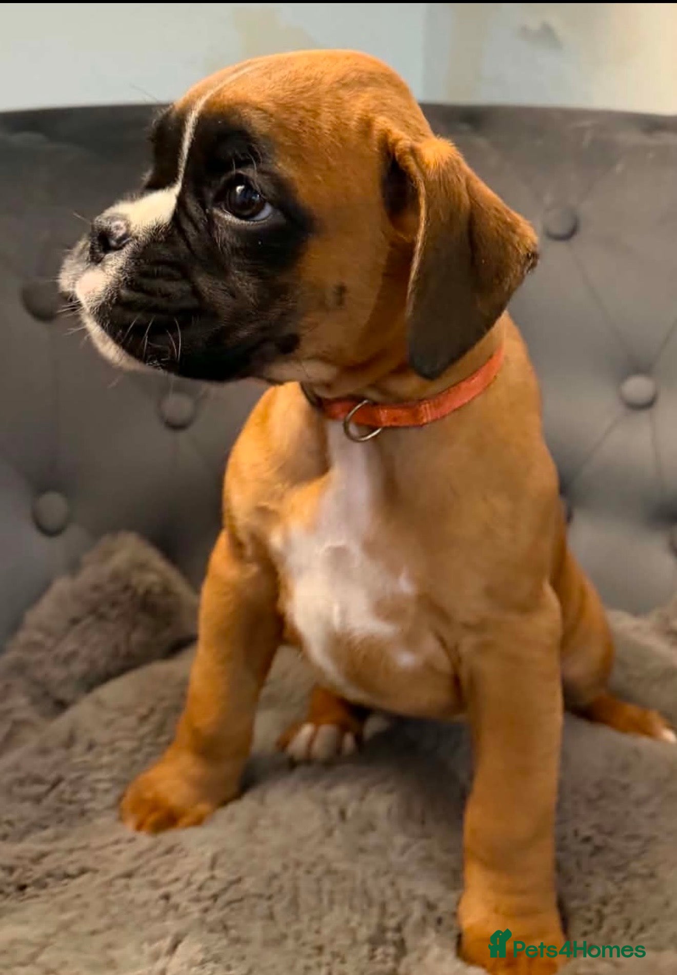 Boxer dogs BOXER pups - Advert 6