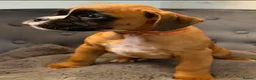 Boxer dogs for sale: BOXER pups - Advert 2