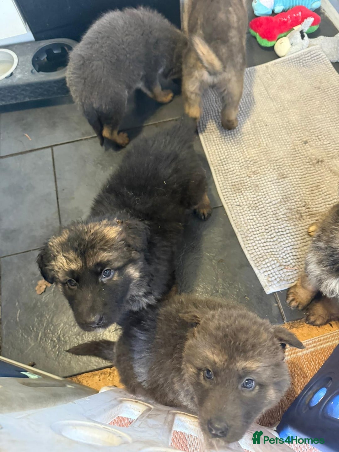 German Shepherd dogs for sale: German shepherd puppies - Advert 5