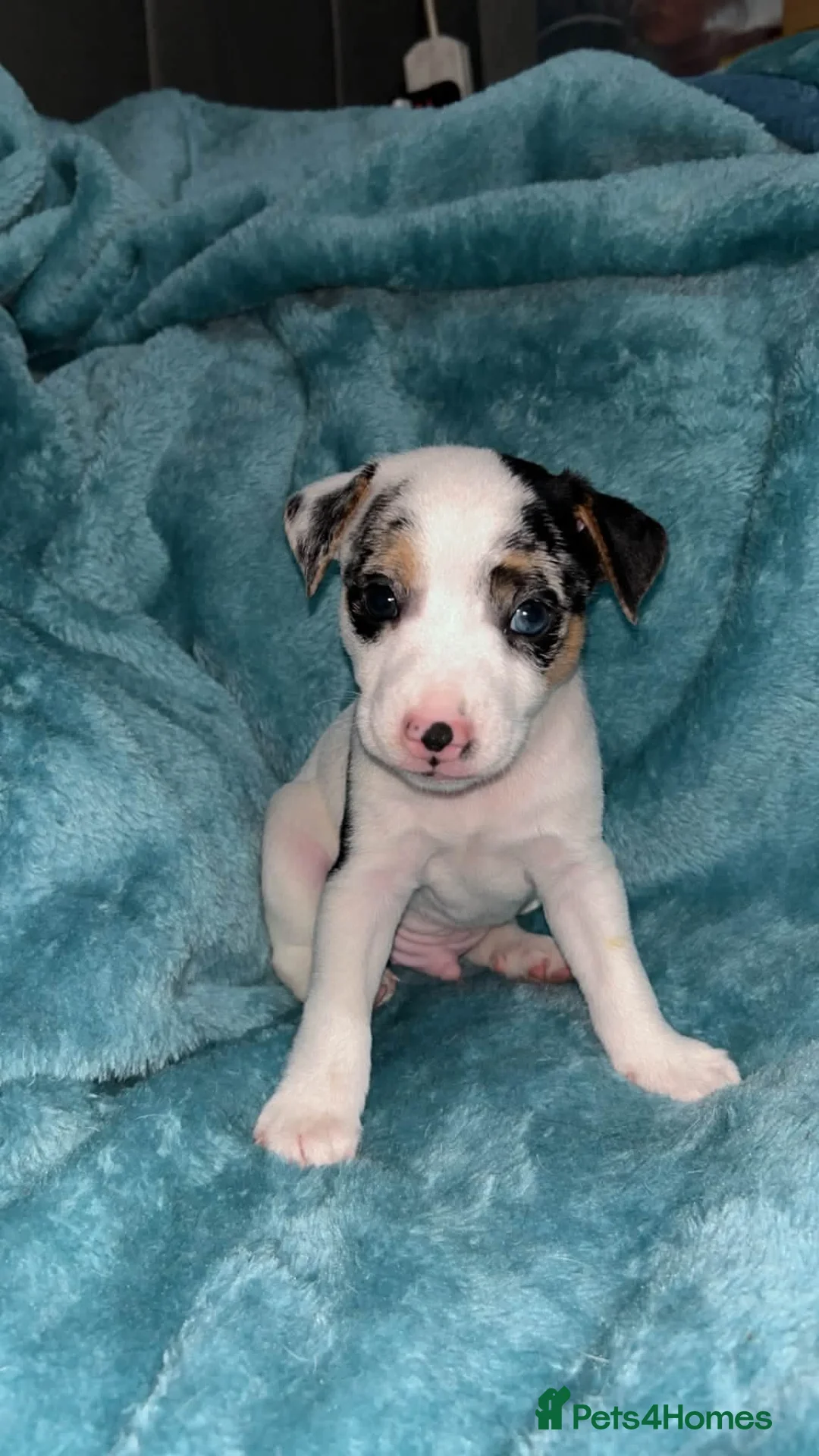 Jack Russell dogs for sale: 3 beautiful jack russell pups  - Advert 4