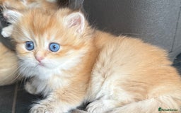 British Longhair cats for sale: GCCF reg BLH Chocolate Golden Blue/Green/Odd Eyes - Image 36