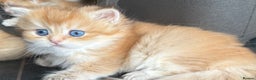 British Longhair cats for sale: New Litters Available GCCF reg BLH Golden Kitten - Advert 36