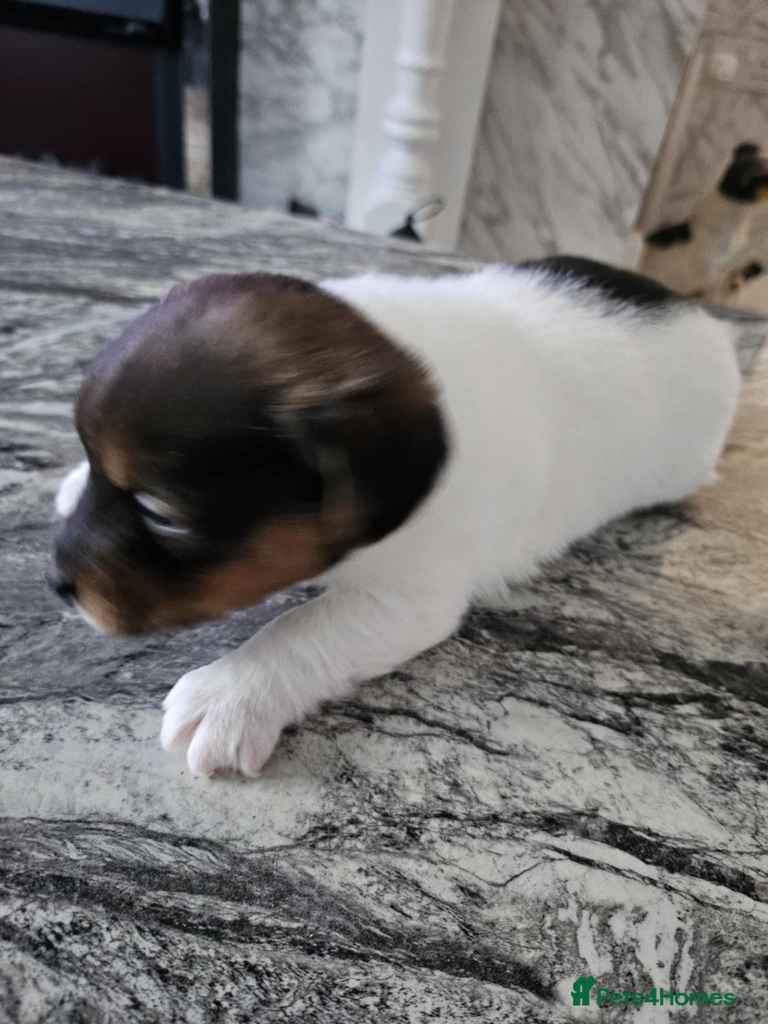 Jack Russell dogs for sale: Full pedigree jack russle pups  - Advert 9